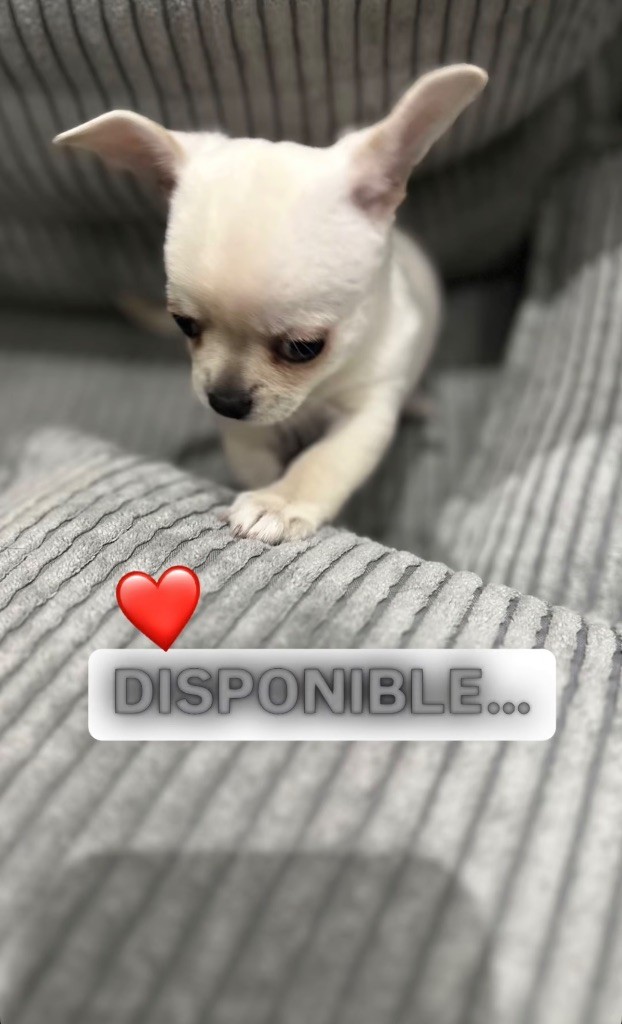 Du Paradis De Toki - Chiot disponible  - Chihuahua