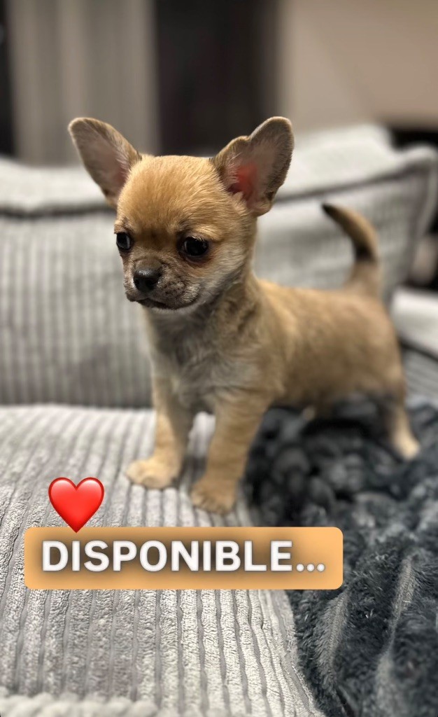 Du Paradis De Toki - Chiot disponible  - Chihuahua