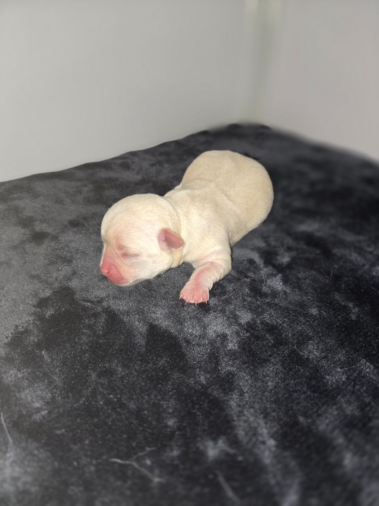 Du Paradis De Toki - Chiots disponibles - Chihuahua