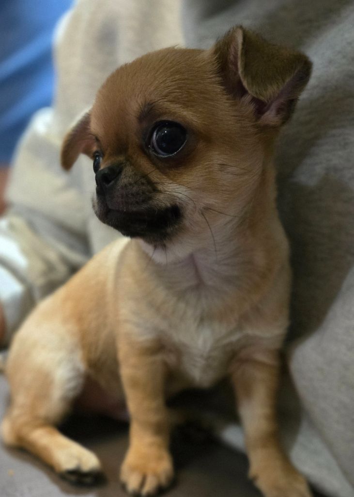 Du Paradis De Toki - Chihuahua - Portée née le 21/07/2025