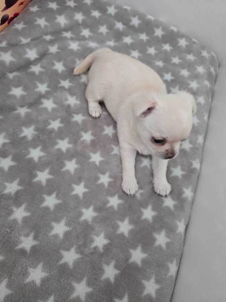 Du Paradis De Toki - Chiots disponibles - Chihuahua