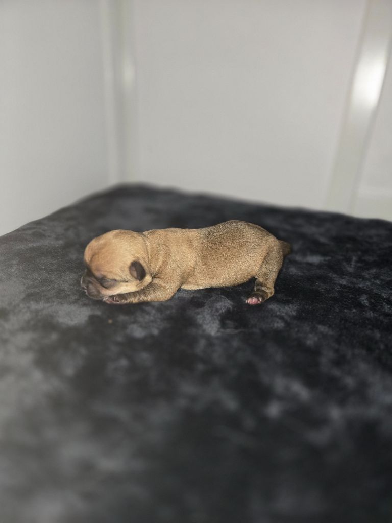 Du Paradis De Toki - Chiots disponibles - Chihuahua